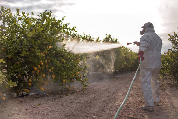 Best Wasp Removal Services  in Vega, TX