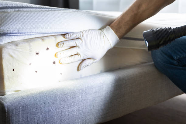 Reliable Vega, TX Pest Control Solutions
